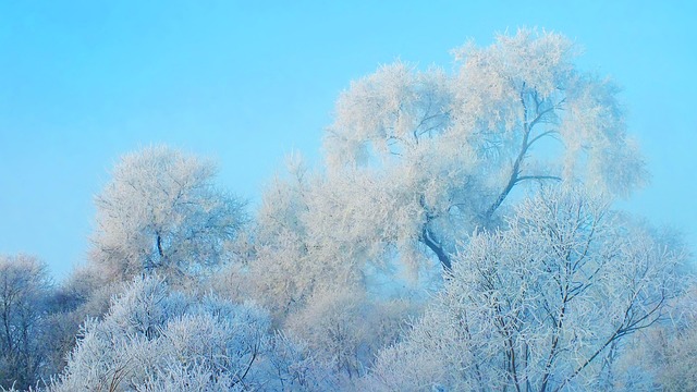 Free Trees Frost photo and picture