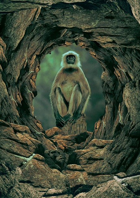 Dyr, Abe, Pattedyr, Natur, Arter, Fauna