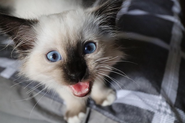 Free Cat Birman photo and picture