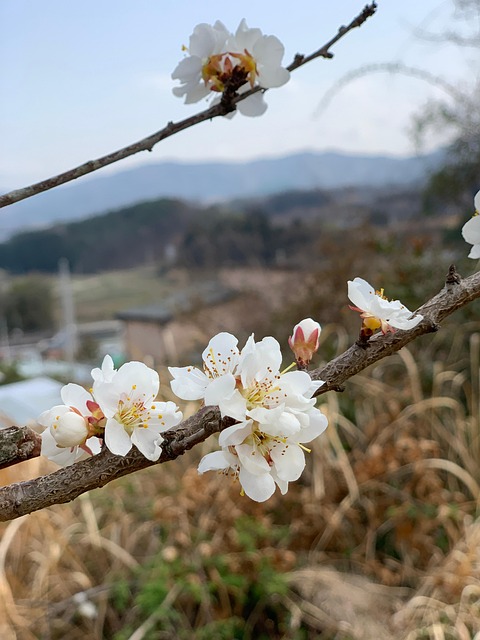 Free Spring Cherry Blossom photo and picture