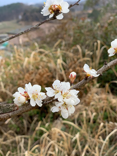 Free Spring Flower photo and picture