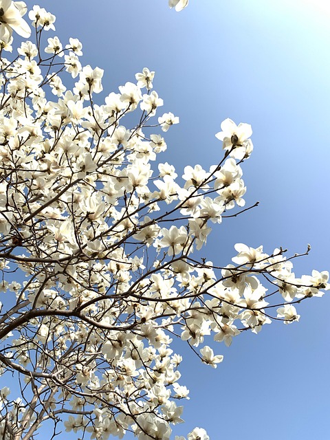 Free Spring Magnolia photo and picture