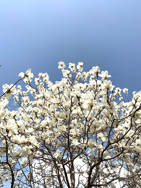 Free Spring Magnolia photo and picture