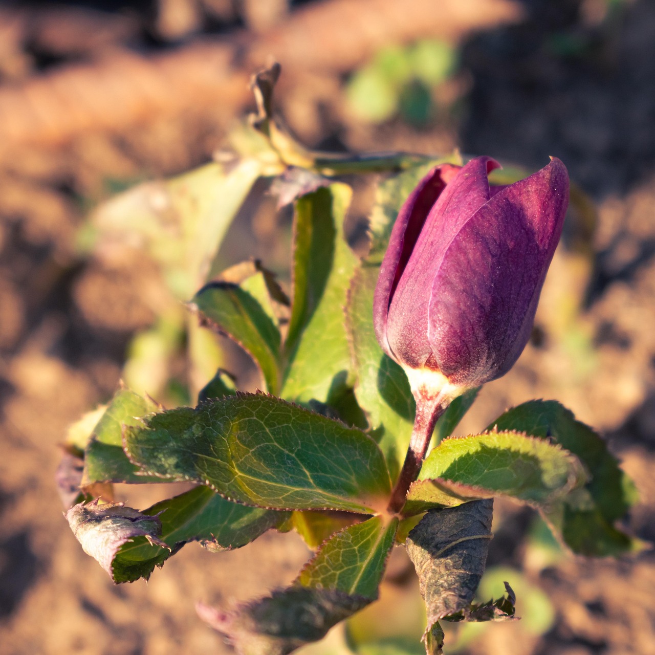 hunyor-vir-g-zem-ingyenes-fot-a-pixabay-en-pixabay