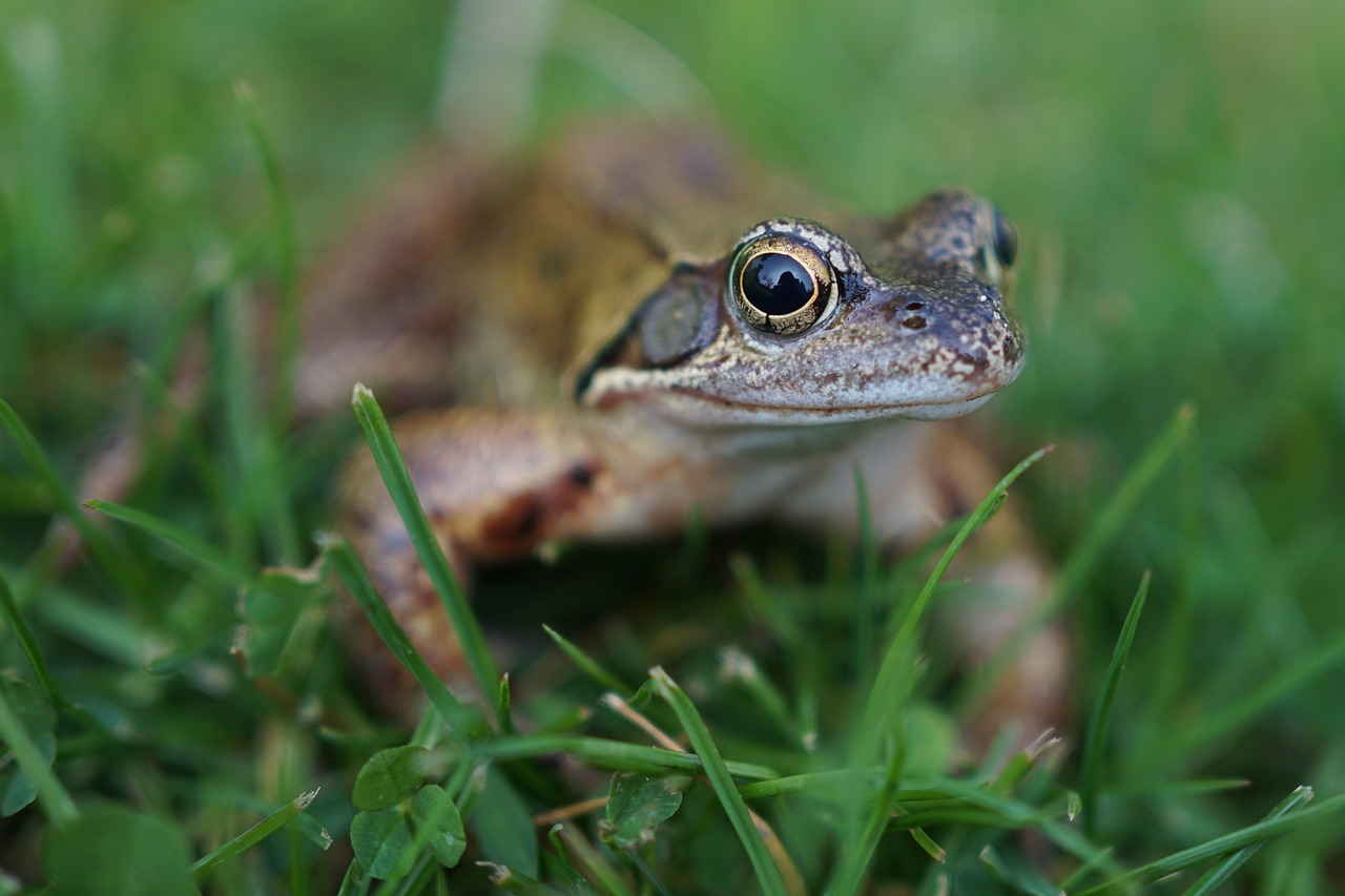 Amphibian - free online jigsaw puzzle photo