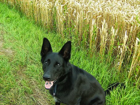 Free Dog Animal photo and picture
