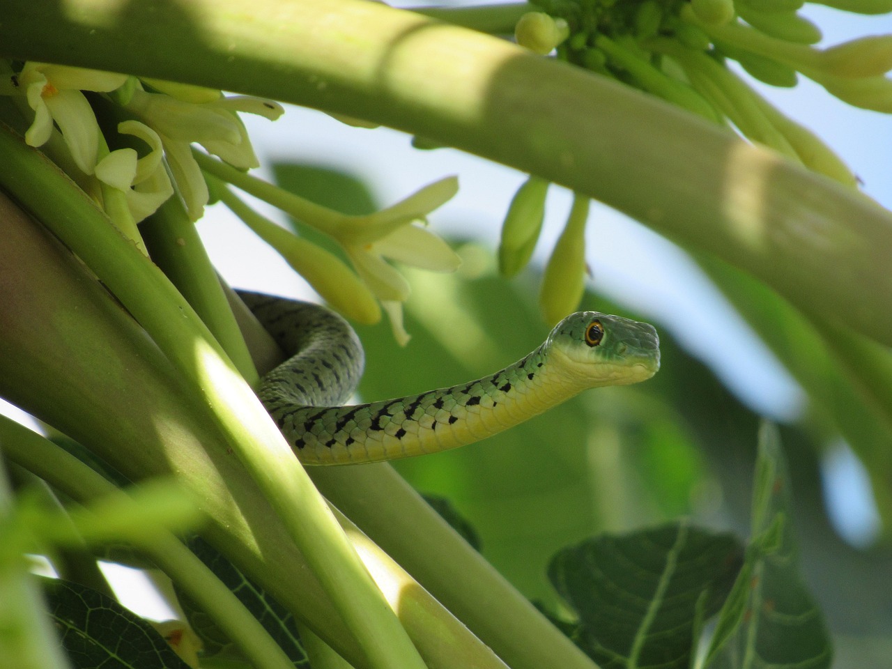 Snake Reptile Wildlife - Free photo on Pixabay - Pixabay