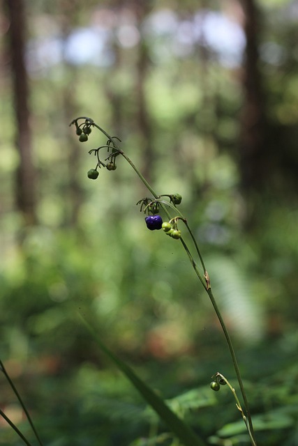 Wilde Beeren, Wald, Natur, Gras