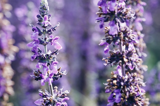 Free Flower Purple photo and picture
