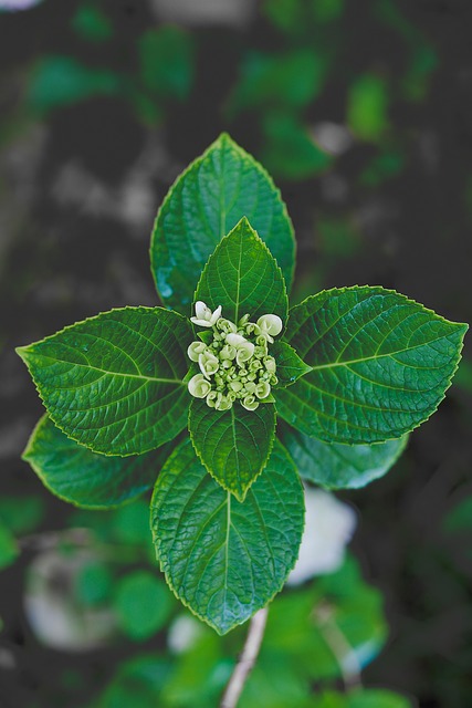 Hortensia, Hortensia Plante, Natur