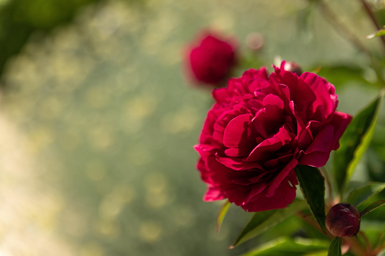 3,000 + 무료 모란 & 꽃 이미지 - Pixabay