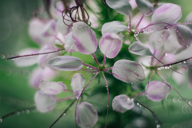 Regen, Schöne Blumen, Pinke Blumen