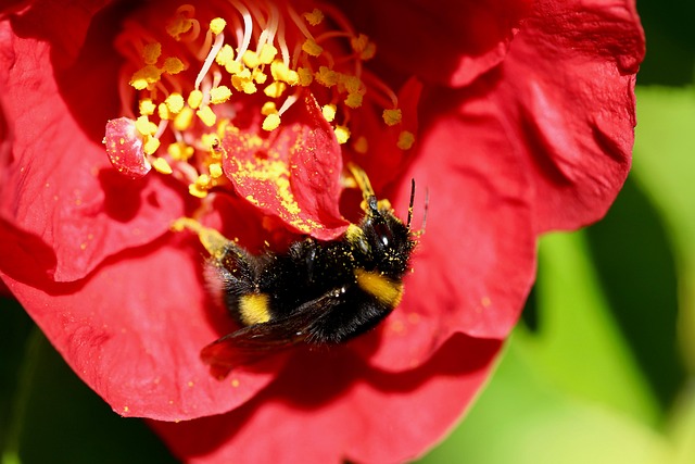 Free Bumblebee Camellia photo and picture