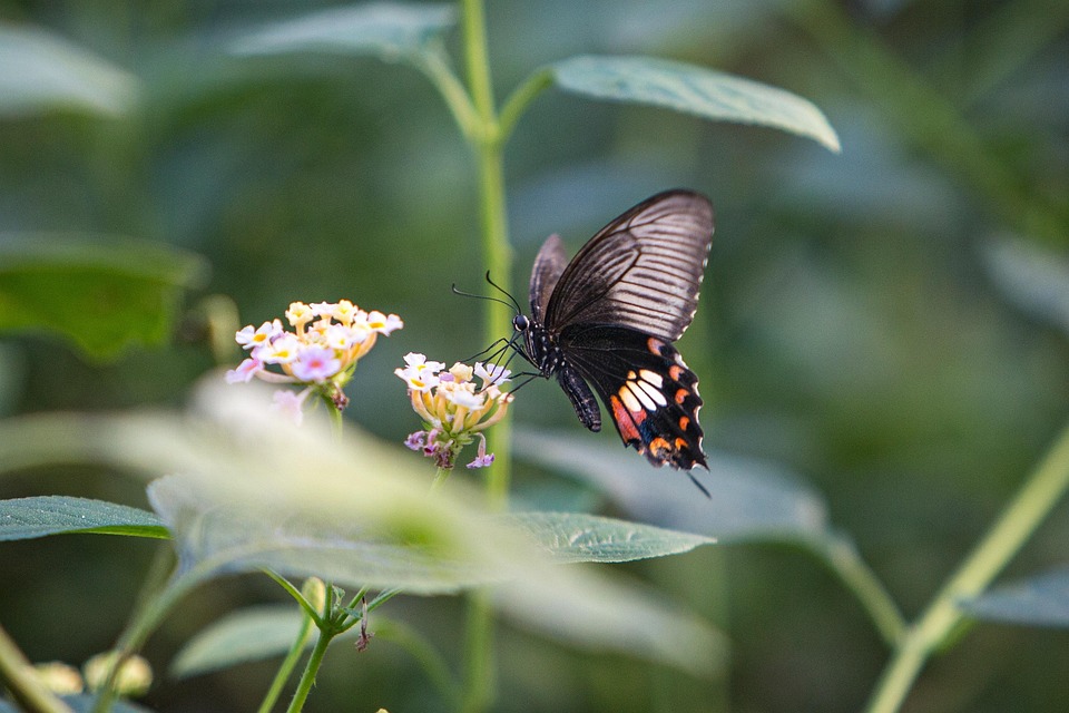 Common Mormon Butterfly Insect Free Photo On Pixabay Pixabay common-mormon-butterfly-insect-free-photo-on-pixabay-pixabay