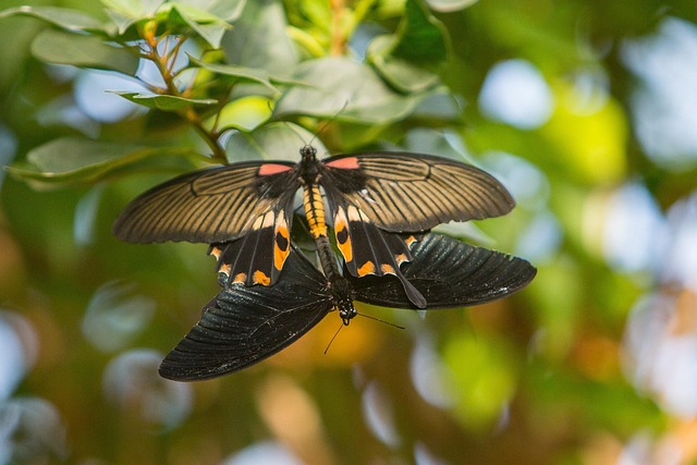 Spangle Butterfly Insect - Free photo on Pixabay - Pixabay