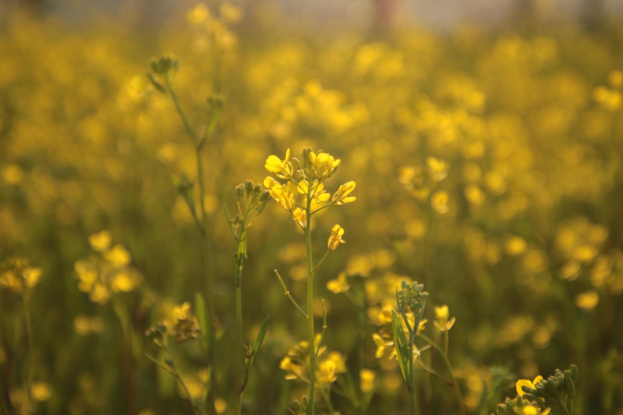 Raps Vår Natur - Gratis foto på Pixabay