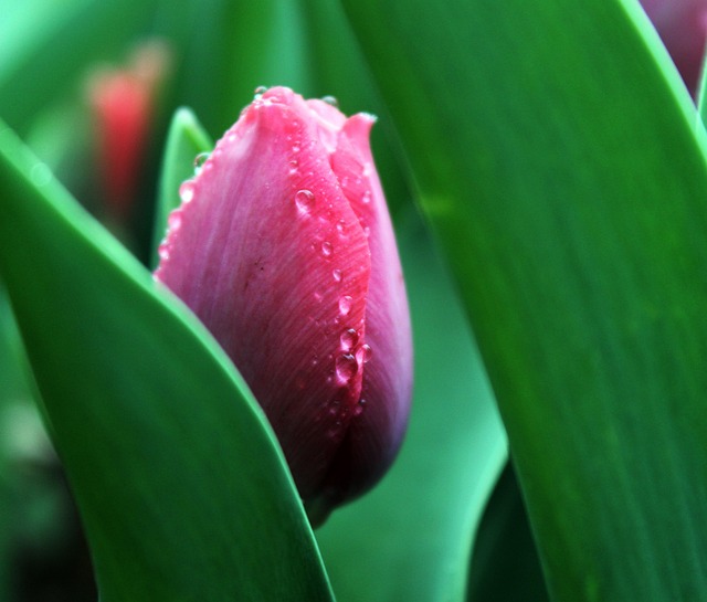 Free Flower Tulip photo and picture