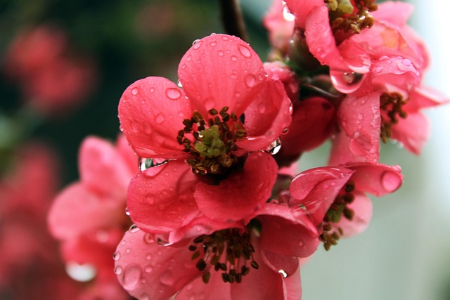 Free Flowers Quince photo and picture