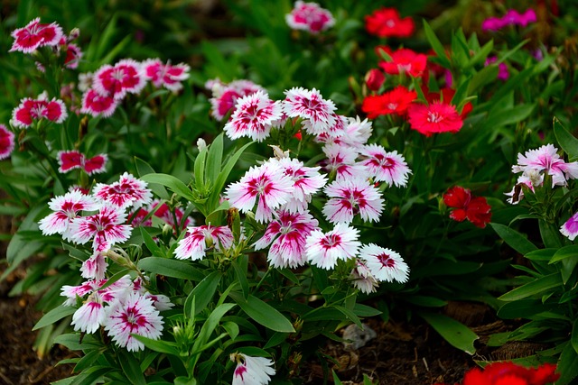 Free Flowers Beautiful Flowers photo and picture