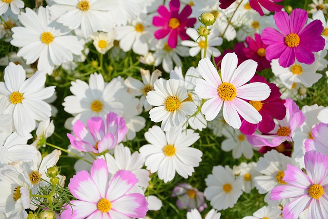 Free Flowers Cosmos photo and picture