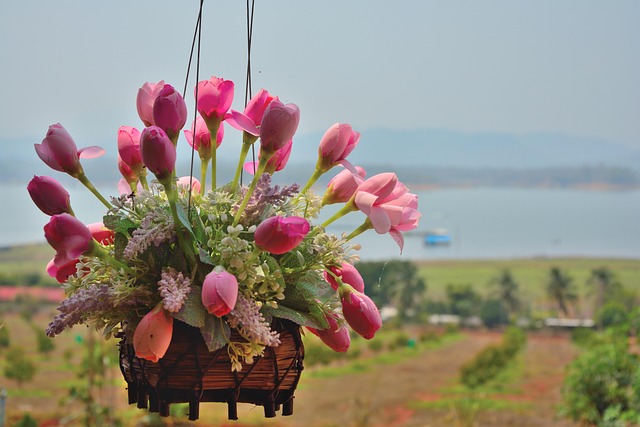 Free Flowers Nature photo and picture