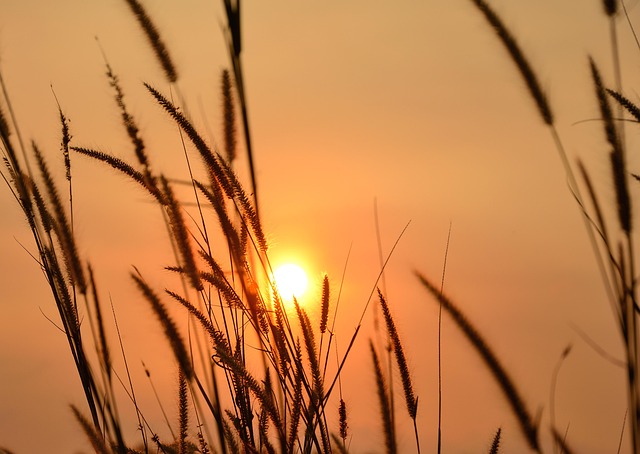 Free Sunset Nature photo and picture