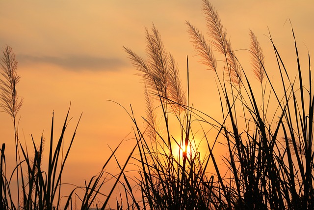 Free Sunset Reed photo and picture