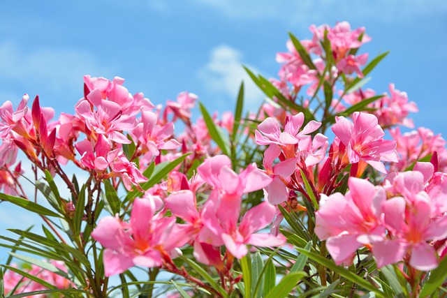 Free Flowers Garden photo and picture