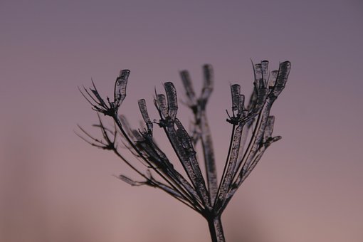 Free Nature Growth photo and picture