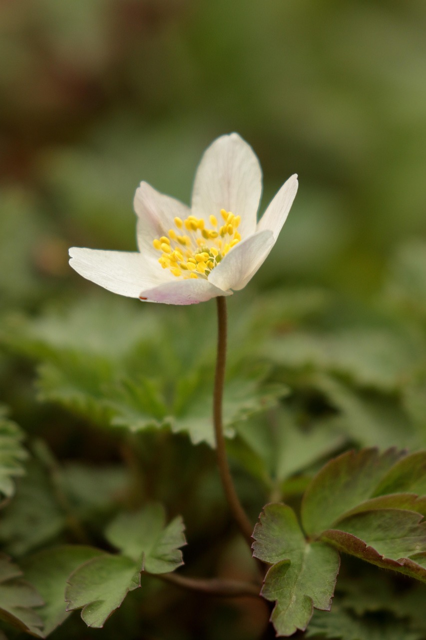 Spring White Ba Spring White Flower Garden - Free photo on Pixabay