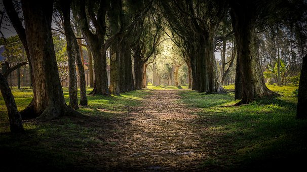 Free Path Trees photo and picture