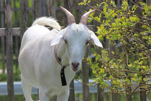 Free Animal Goat photo and picture