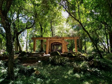 Free Woods Jungle photo and picture