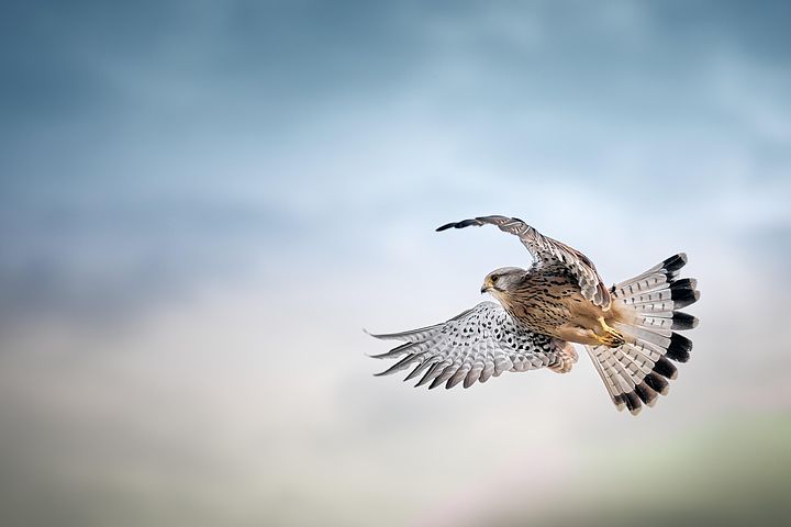 0以上の無料ハヤブサ 鳥画像