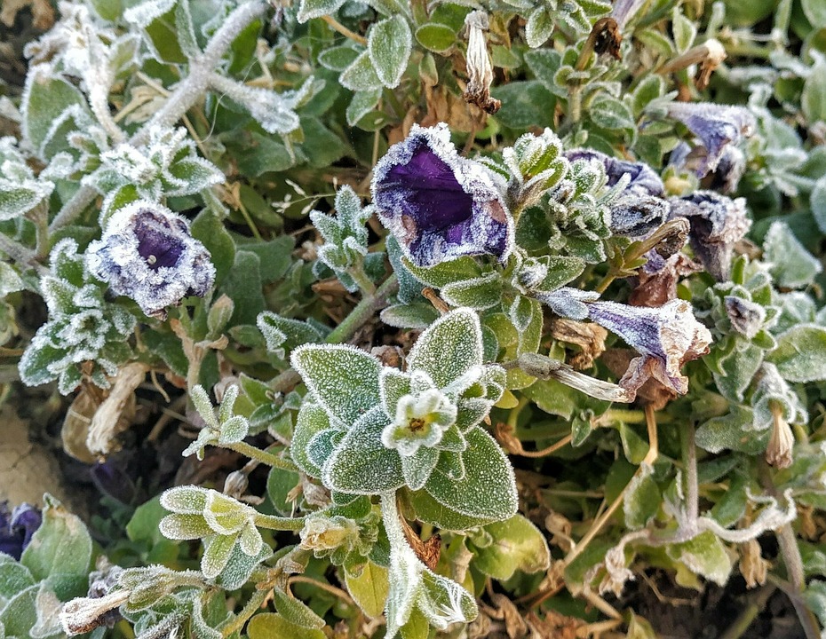 Petunia Frost Frosts Free photo on Pixabay