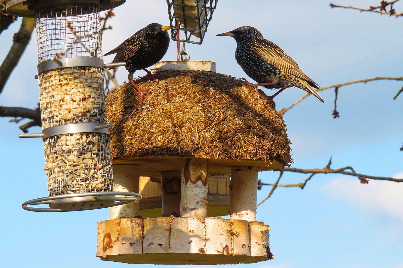 https://cdn.pixabay.com/photo/2022/04/01/10/32/birds-7104521_1280.jpg