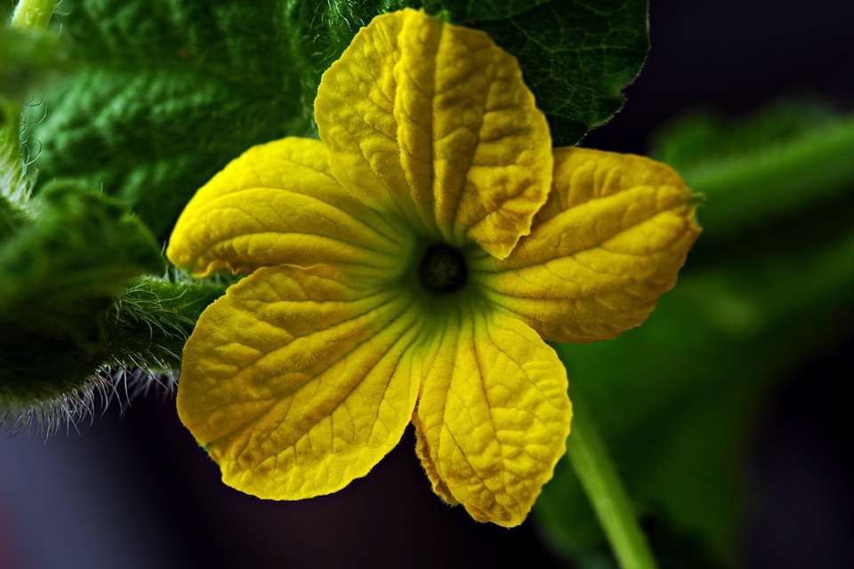 Melon Sour Flowers main image 0