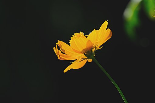 超过1000 张关于 宇宙花 和 花 的免费图片