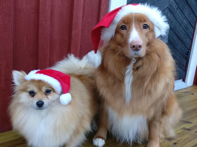 Free Dog Christmas photo and picture