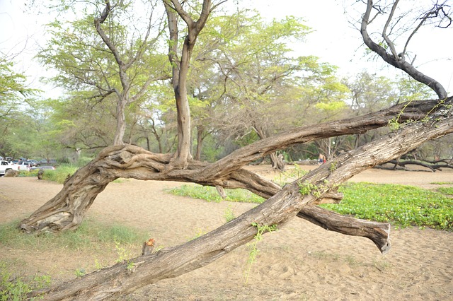 Baum, Natur, Park