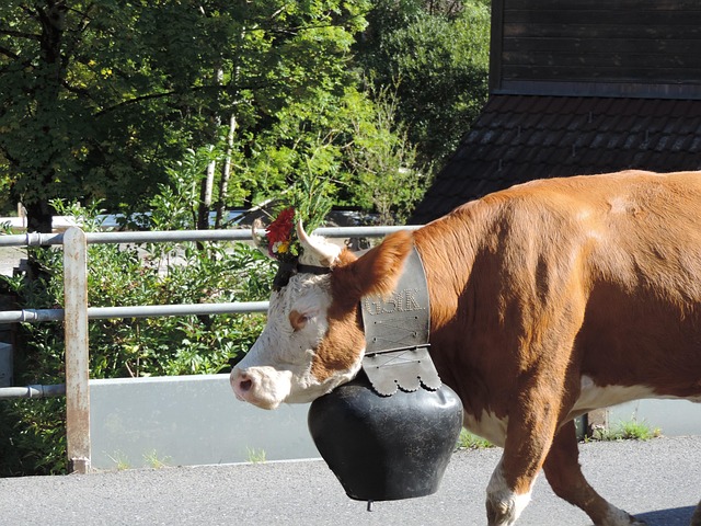 Free Cow Switzerland photo and picture