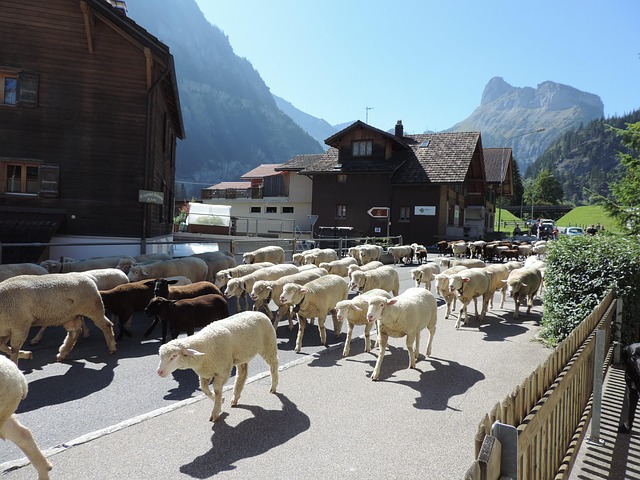 Free Sheep Kandersteg photo and picture