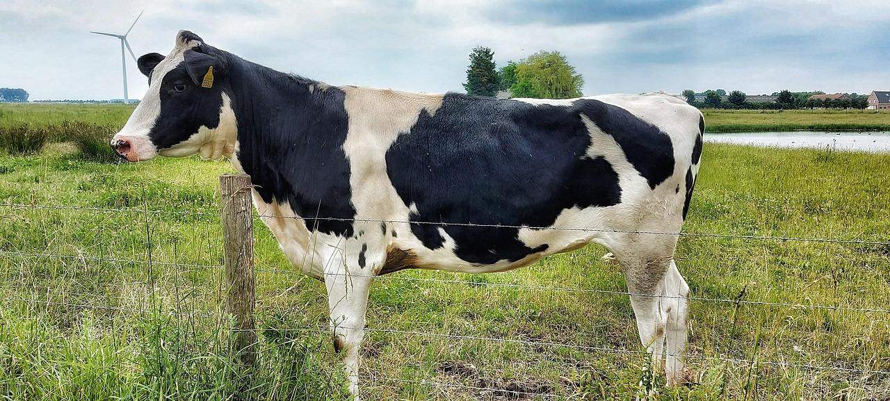 Photo Sapi Sapi Padang Rumput Alam - Foto gratis di Pixabay - Pixabay