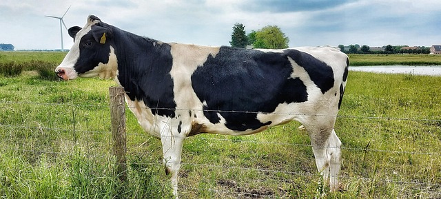 Free Cow Pasture photo and picture