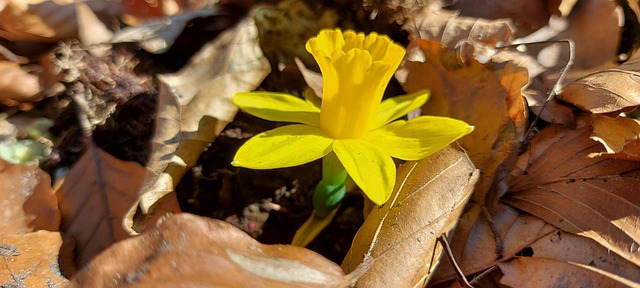 Free Daffodil Flower photo and picture