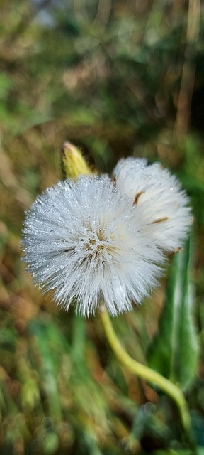 Free Dandelion Seed Head photo and picture