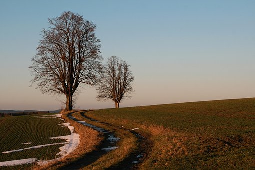 Free Tree Path photo and picture