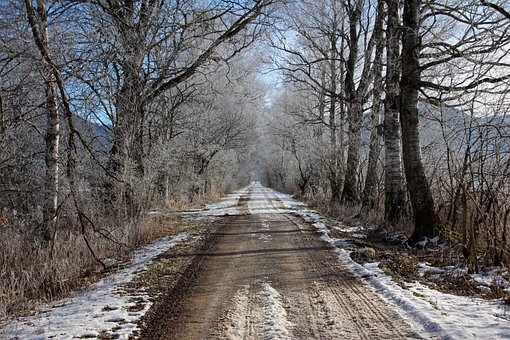 Free Winter Trees photo and picture
