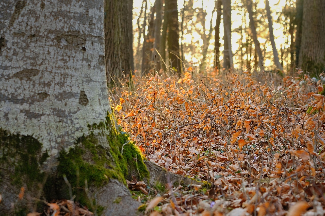 Nature Loading Nature Landscape Forest - Free photo on Pixabay