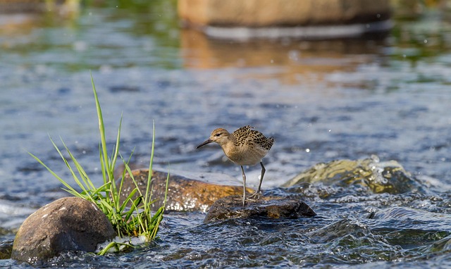 Free Bird Ruff photo and picture